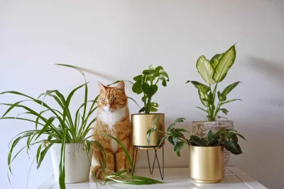 گربه ای در کنار گیاهان آپارتمانی